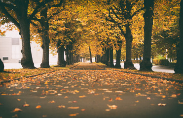 golden autumn, alley of yellow leaves and trees