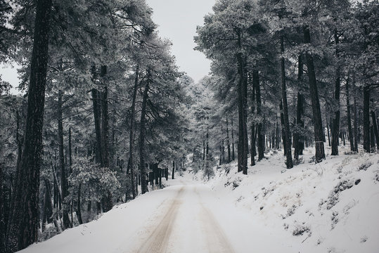 Fototapeta Serene view of winter countryside road