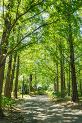 Promenade of Johoku park