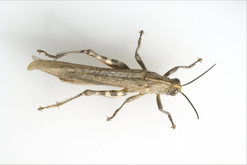 Aegyptische, Wanderheuschrecke, Anacridium