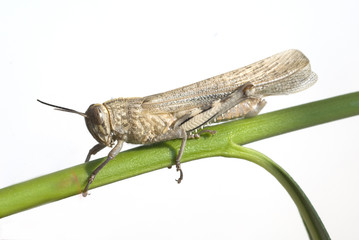 Aegyptische, Wanderheuschrecke, Anacridium