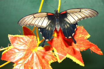 Obraz premium Butterfly