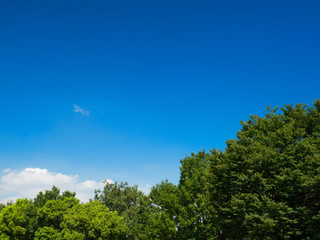 Fototapeta premium 青空と樹木