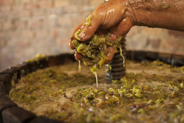 Farmer keep in his hand white must of a wine press