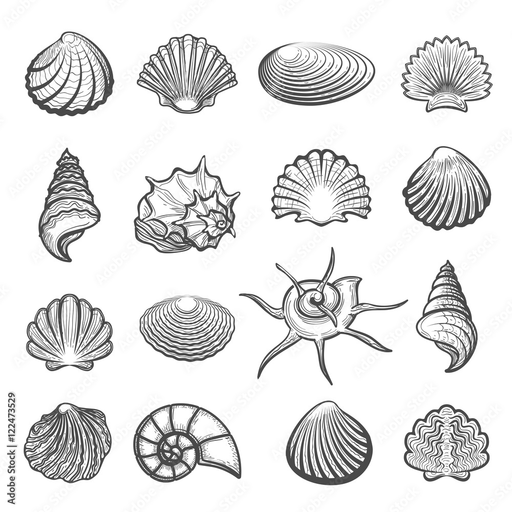 Wall mural vector hand drawn sea shell set. shells drawing sketch isolated on white