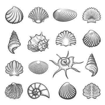 Vector hand drawn sea shell set. Shells drawing sketch isolated on white