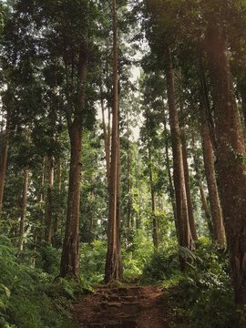 Fototapeta Hidden Forest Road