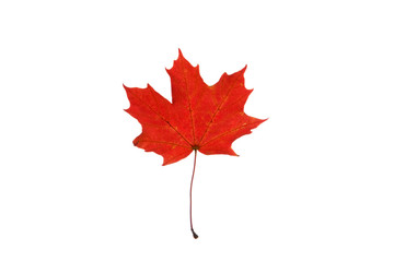 Beautiful red autumn maple leaf on the white background.