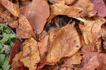 Красные и оранжевые засохшие осенние листья 