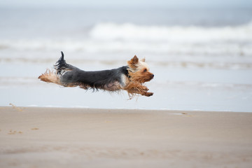 yorkshire terrier dog running on a beach - obrazy, fototapety, plakaty