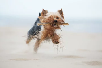 Tableaux ronds sur plexiglas Anti-reflet Chien yorkshire terrier dog running on a beach