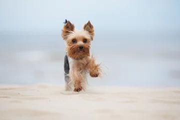 Crédence de cuisine en verre imprimé Chien yorkshire terrier dog running on a beach