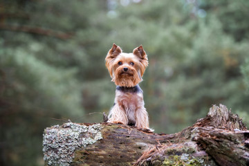 yorkshire terrier dog outdoors in autumn
