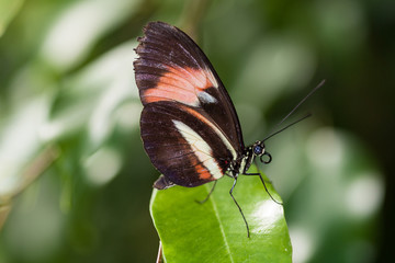 Papilln Heliconius erato sur une feuille