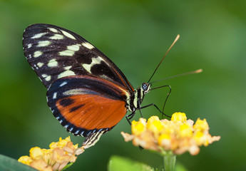 Papillon Heliconius hecale sur une fleur