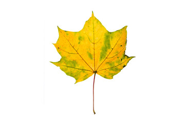 Yellow green autumn maple leaf on the white background.