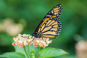 Papillon monarque, danaus plexippus,  sur une fleur