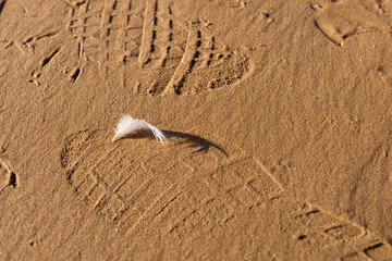 Single white seagull feather on beach sand
