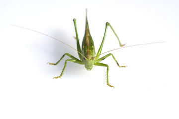 Gruenes; Heupferd; Tettigonia, Viridissima
