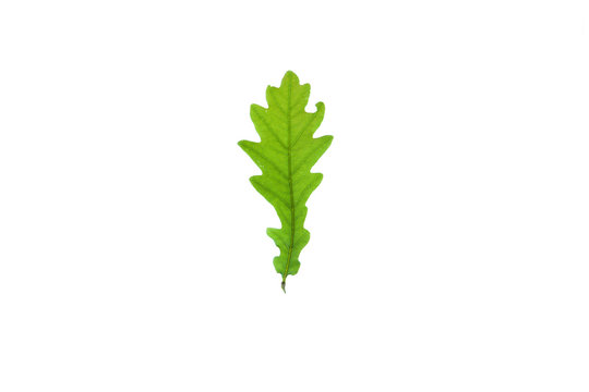 Green oak leaf on the white background.