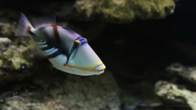 Triggerfish (Rhinecanthus aculeatus). Fish lifts pieces of something from the seabed.