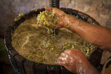 Farmer keep in his hand white must of a wine press