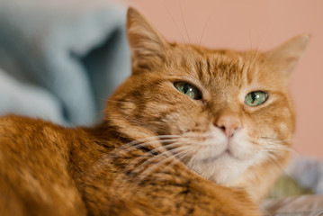 Lovely red cat. Soft focus.