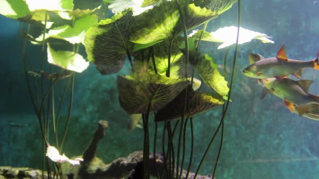 Sterlet sturgeon and other fish are swimming underwater