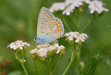 Common Blue  butterfly