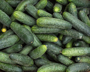 Vegetables in a supermarket. Cucumbers.