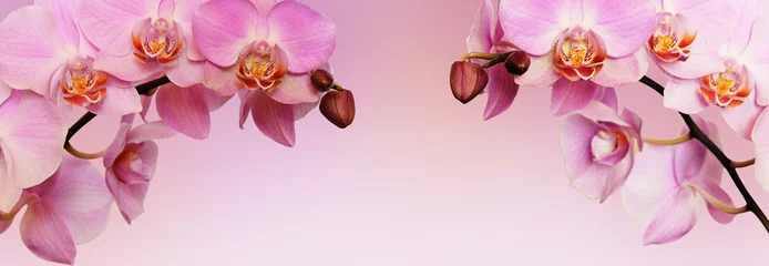 Keuken foto achterwand Orchidee Roze orchidee bloemen