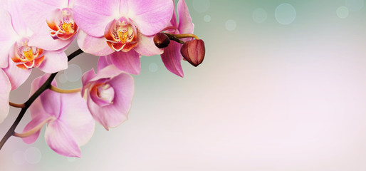 Fototapeta na wymiar Pink orchid flowers