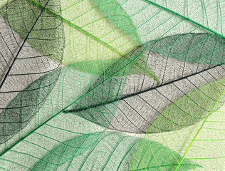 Obraz na płótnie Canvas Green mulberry leaves skeletons