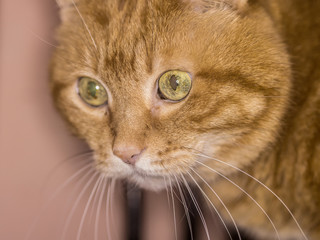 Lovely red cat. Soft focus.
