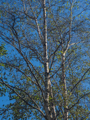 Tree branch silhouette over blue sky background.