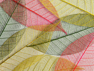 Mulberry leaves skeletons in autumn colors