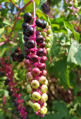 Kermesbeere; Amerikanische, Phytolacca americana