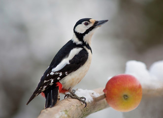 Fototapeta premium Great spotted woodpecker