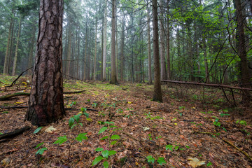 Wald in Deutschland