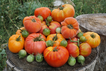 colorful tomatoes