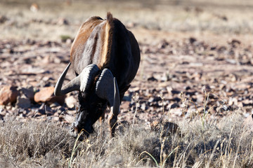 Black Wildebeest eating grass in Mountain Zebra
