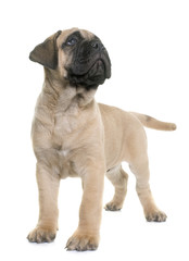 puppy bull mastiff