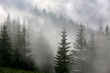 Foto auf Acrylglas Wälder Kiefernwald im Nebel