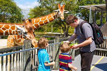 Two little kids boys and father watching and feeding giraffe in 