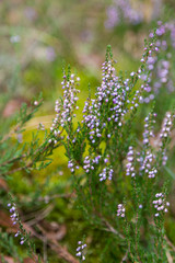 Calluna vulgaris (known as common heather, ling, or simply heather) growing in a natural habitat. Medical herb series.
