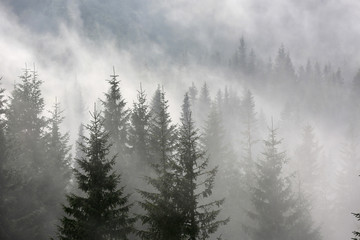 forêt de pins dans le brouillard du matin