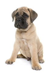puppy bull mastiff