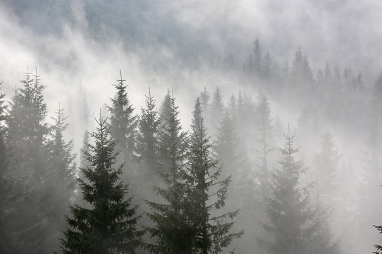 Fototapeta las sosnowy w porannej mgle