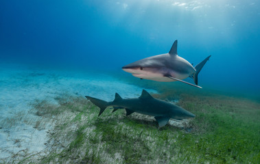 Obraz premium Tiger shark underwater view Grand bahama Bahamas.