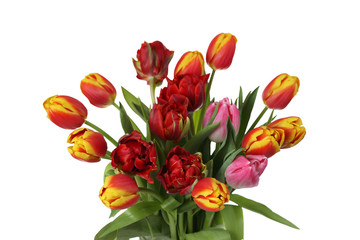 Natural flowers for floral design and greeting card - bunch of various tulips isolated on white background
